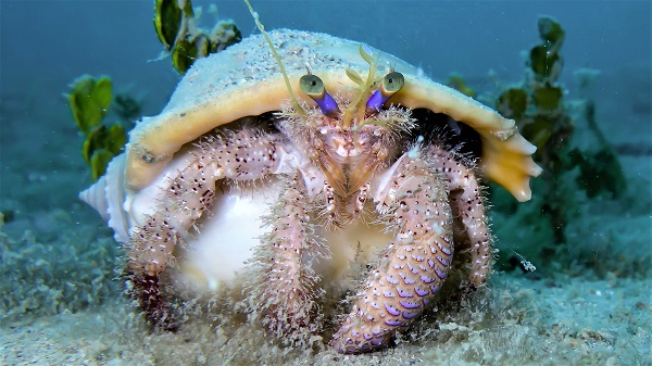 Hairy Hermit Crab